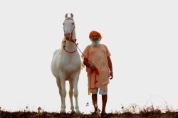 silly-fox-in-sox:  Swraj, Marwari Stallion | Horses of baba Ajit singh of vill Kallar bhaini of distt patiala of punjab via indigenous horses of india 