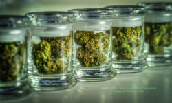 420tumblweed:  Skywalker Kush 