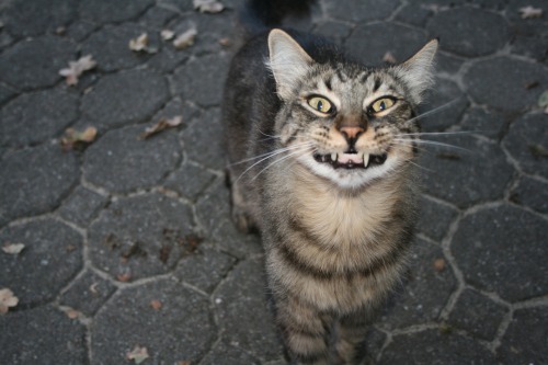 kaileydenglerphotography: I got a bit up in my cat’s business today… 9/23/15