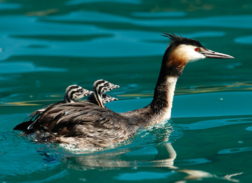dendroica:A Great Crested Grebe (Podiceps cristatus) swims with three chicks on its back in Lake Wei