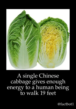 thebuttkingpost:  ecmajor:  A real superfood  I would have to eat over 7,000 cabbages to fuel my body enough to run a marathon.  Sounds like a plan   This is sounding a lot like Skyrim isn’t it