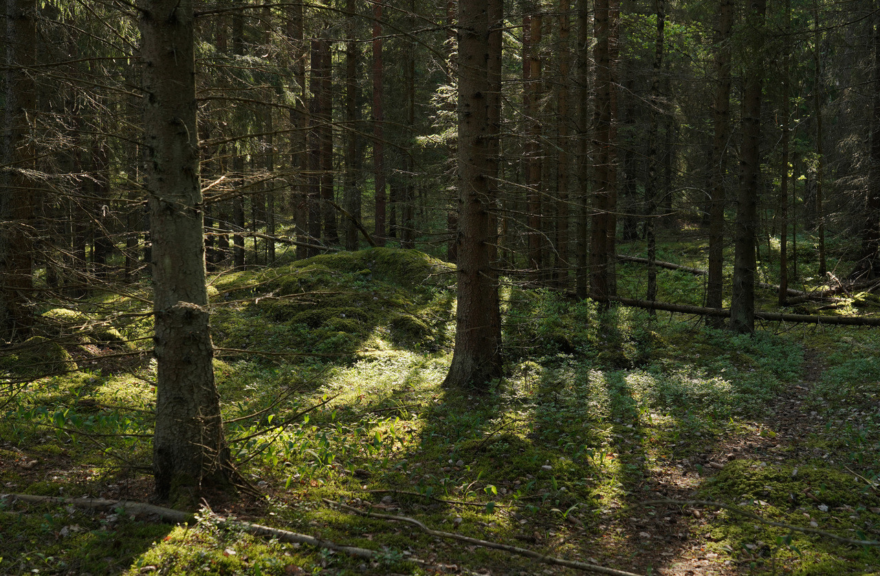swedishlandscapes:  Great weather for a long dogwalk today.