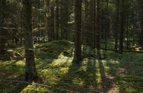 swedishlandscapes:Great weather for a long dogwalk today.