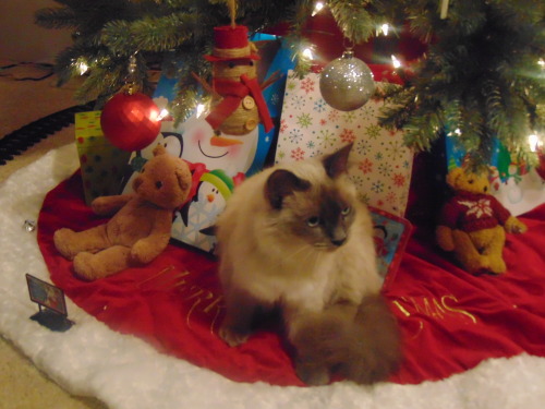 Trisket under the tree. ^_^(submitted by @kindnessiseternal)