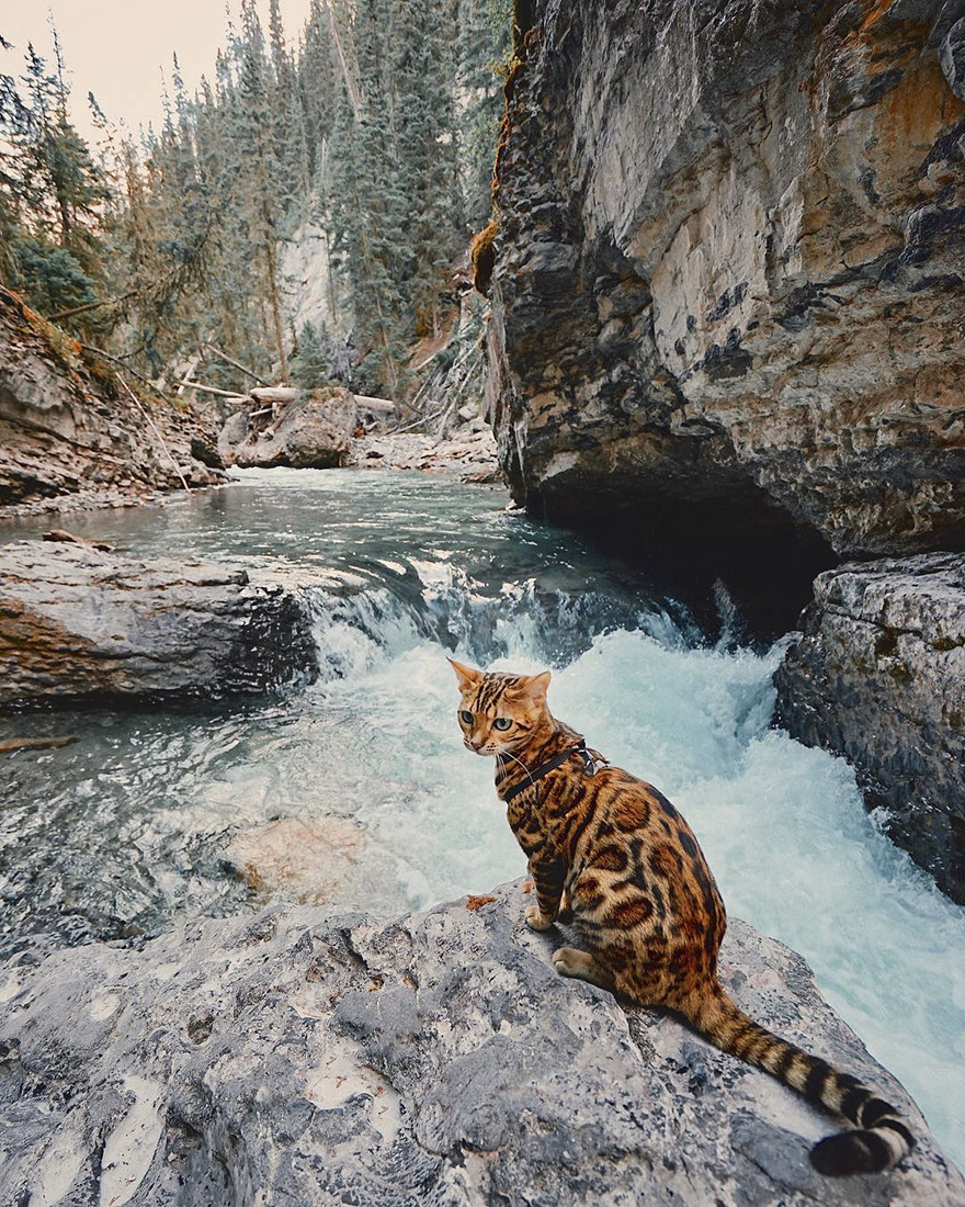 landscape-photo-graphy: Beautiful Bengal Cat Suki Adds Magic With Her Dazzling Sea