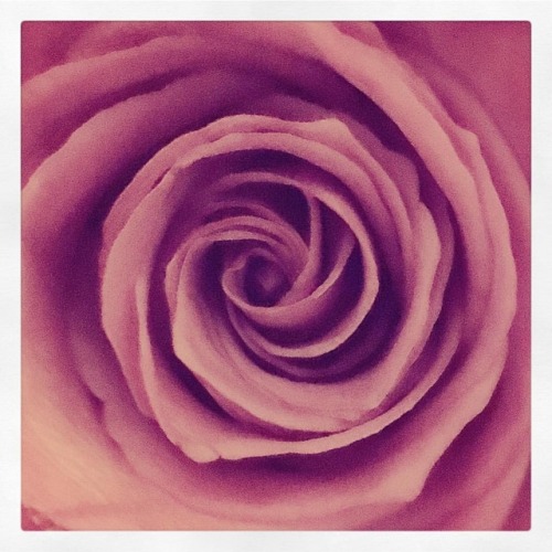 #rose #flower #spiral #petals #light #shadow