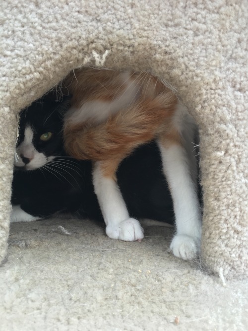 Can you guess how many cats are in the cubby hole?