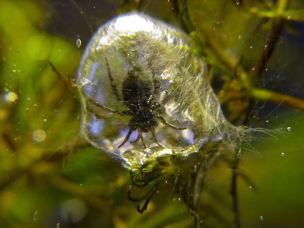 sixpenceee:  The diving bell spider, Argyroneta aquatica, is the only species of
