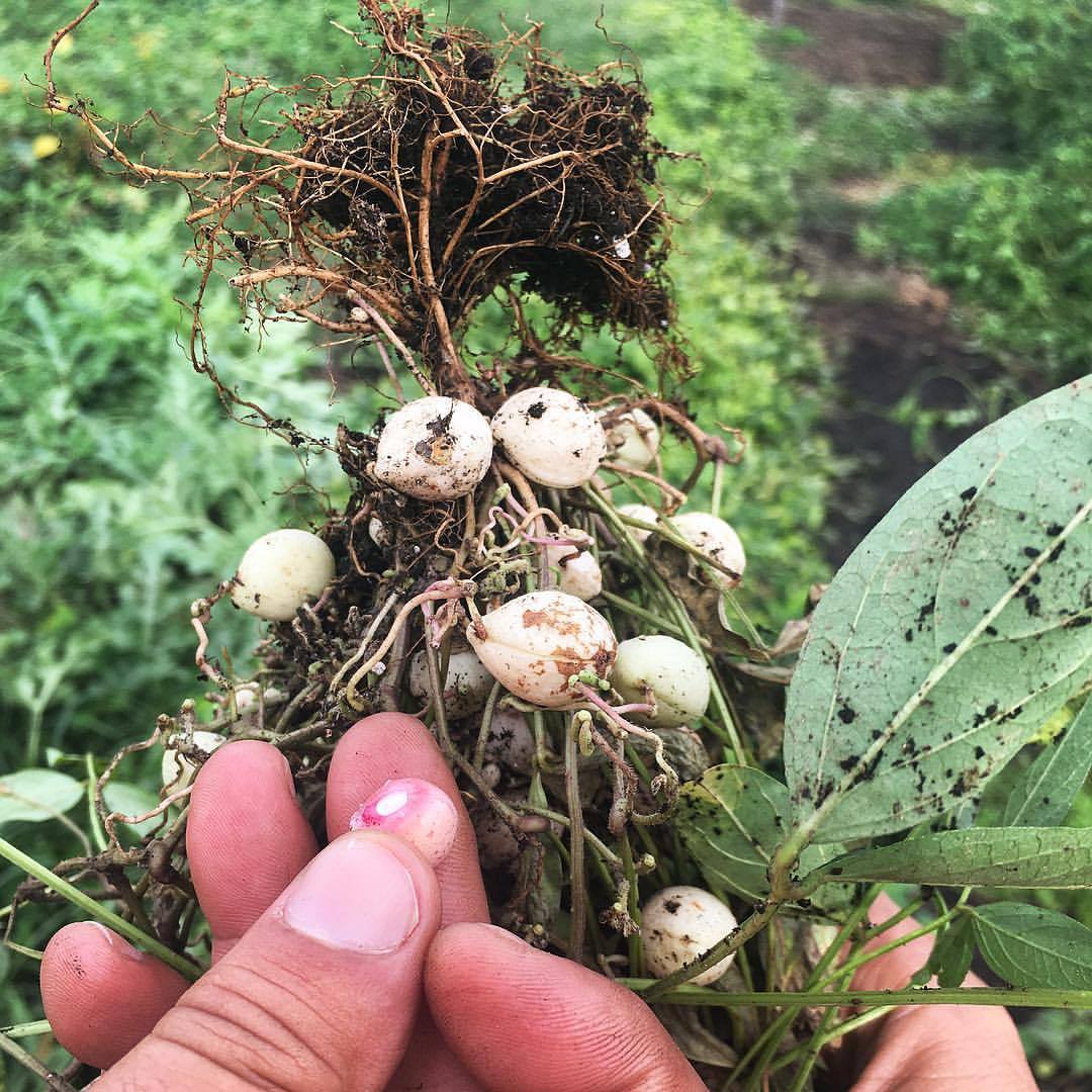 Bambara Groundnuts (Vigna subterranea) were domesticated in West Africa several thousand years ago, likely in the area around what is now the Nigeria/Cameroon border. Their wild ancestors were sprawling and developed pods along their long stems. Now...