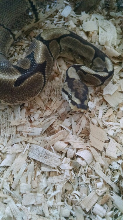 blurrysnakescales:Mr. Grumps was actually out of his box (hide) yesturday. He did not want to be a p