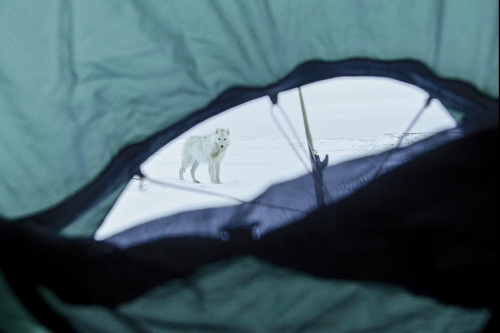 bendragon-cumbersmaug:  marthajefferson: Officially, no one was able to approach the White Wolf for 25 years. Vincent Munier, wildlife photographer, spent a month alone in the extreme Artic Tundra at the very north of Canada to photograph the rare and