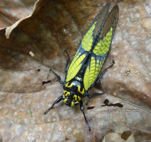 onenicebugperday:Himalayan yellow cicada, Sulphogaeana sulphurea, CicadidaePhoto 1 byrejoicegassah, 