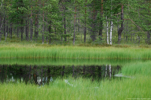 sammalsiipi:A visit to the nearby nature reserve a couple of weeks ago.