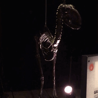 theotherwesley: I forgot I took these!  These are life-sized articulated puppets