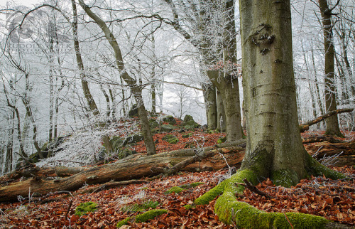 Beech Forest / Frost / Winter by d o l f i on Flickr.