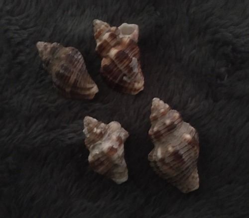 ⋆｡˚ ⋆ Small Shells ⋆ ˚｡⋆   (with some barnacles)