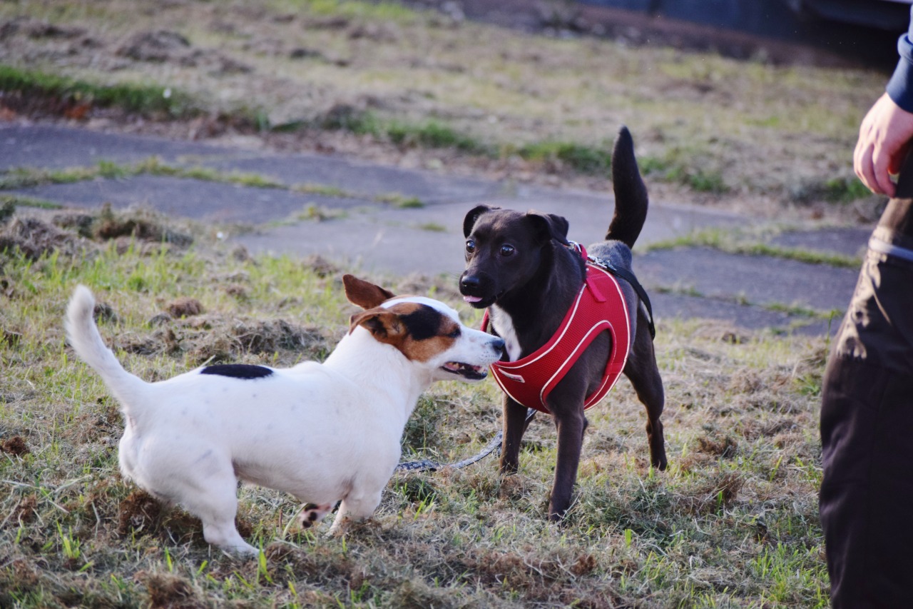 this dog loves odie