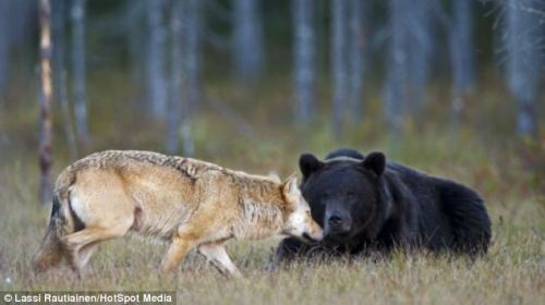 Bear strikes up unlikely friendship with a wolf [link]