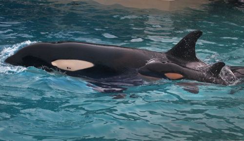 Gender: FemalePod: N/APlace of Capture: Born at SeaWorld of CaliforniaDate of Capture: Born December