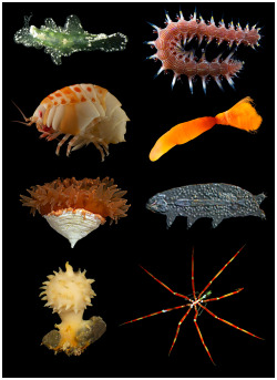 oupacademic:   A little-known fact: Invertebrates