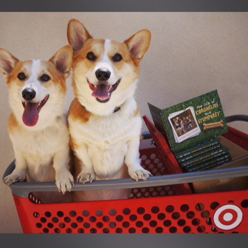 corgnelius:  The boys’ book, “The life of Corgnelius and Stumphrey” is now available at @target stores nationwide! There’s a 10% discount from Aug 26- Sept 6 so be sure to swing by and grab one!*In-store discount only, not available online* #Target