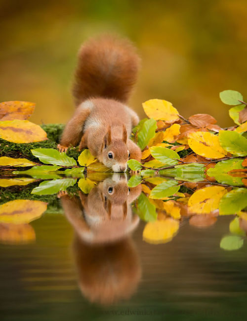hobbitsaarebas: awesome-picz: Adorable Pics To Celebrate Squirrel Appreciation Day. the giraffe imag