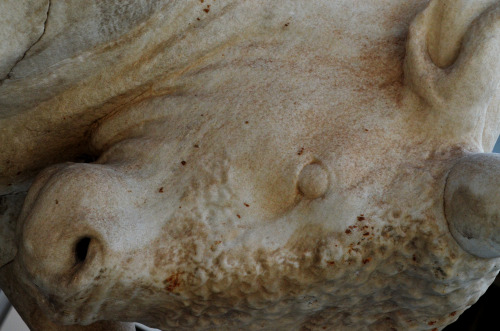 greek-museums:I had never posted the famous Kerameikos’ bull, because I was not pleased with the pho