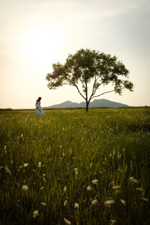 Lonely tree, near Hyeongdo, Hwaseong.