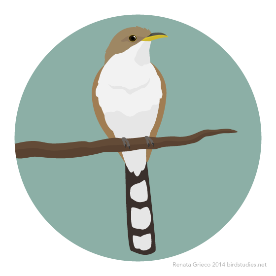 January 3, 2015 - Yellow-billed Cuckoo (Coccyzus americanus)
Requested by: my mom
Yellow-billed Cuckoos are found throughout the eastern United States and the Caribbean, migrating across Central America to northern parts of South America. Their diet...