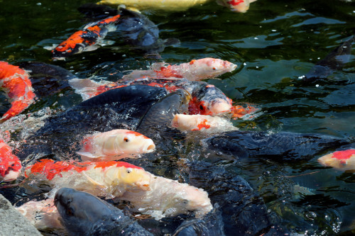 feeding koi fish at tokugawa garden (徳川園) in nagoya city
