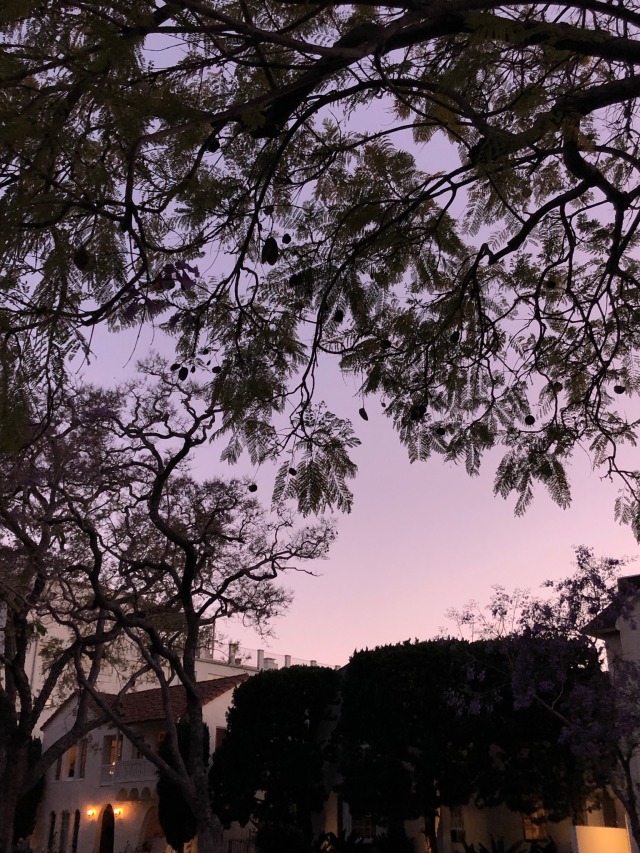 zemestoun:Sometimes i do really love this city.. the purple flowers on the jacarandas are back and they always make me think of summer 2016 and how loss taught me what it really means for people to be there for each other. May is always a very sentimental