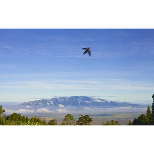 Lucky shot. #maui #hawaii #westmauimoutains #luckyshot #aloha #myna #mynabird #kula #upcountry #moun