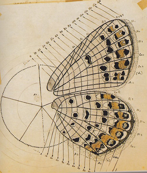 glumshoe:hideback: Vladimir Nabokov (Russian-American, 1899-1977)Karner Blue Butterfly, Lycaeid