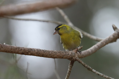Eurasian siskin/grönsiska.