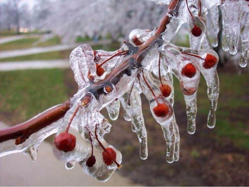 behind-the-musgo: Frozen cherry