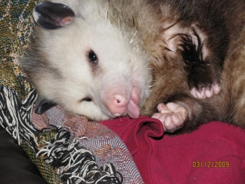 fantasticbeastsandhowtokeepthem: heytutorialheads: all-the-shtuff-i-heckin-like: OPOSSUM APPRECIATIO