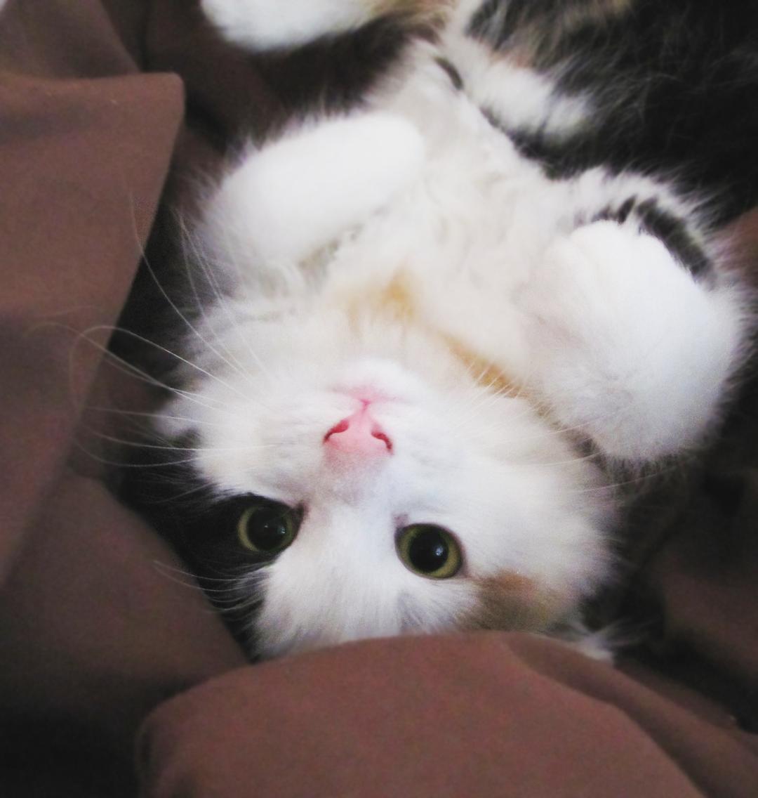 “Tell me again how cute I am.”
Photo via Imgur