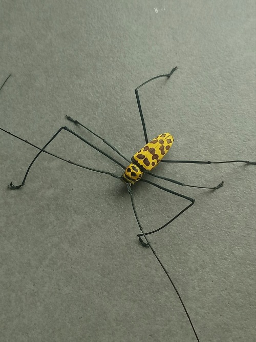 invertebrates: onenicebugperday:Wood Crane Longhorn Beetle, Gerania bosci, Cerambycidae Found in Sou