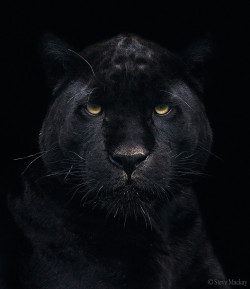 magicalnaturetour:  (via 500px / Black Jaguar