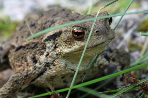 A common toad (Bufo bufo) /padda.