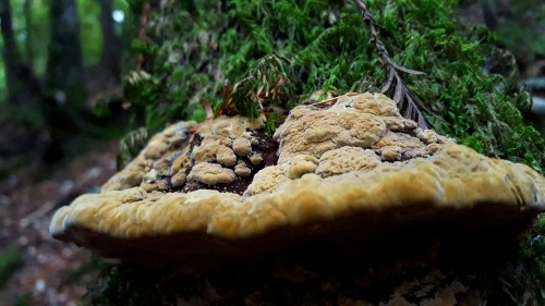 bio-child:  Summary of the fungi found on today’s hike. Lots of slime molds and polypores! Soq
