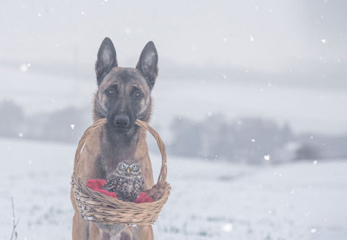 missharpersworld:laralye:  mymodernmet:  Dogs may be man’s best friend, but Ingo the shepherd dog’s special buddy is Poldi, a little owl who loves to pose for pictures and cozy up to his canine pal. Germany-based animal photographer and collage artist