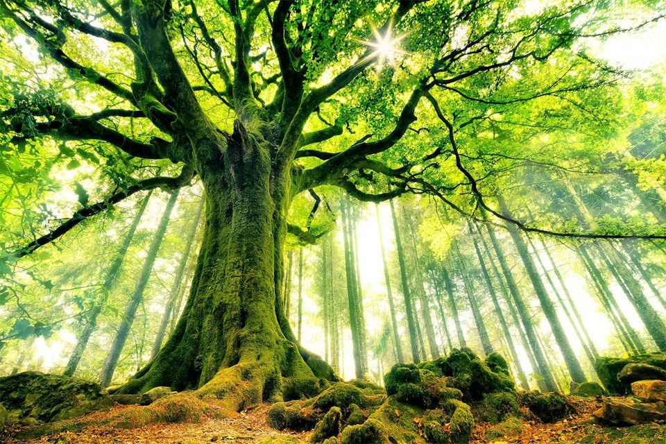 fireandshellamari:  themomentswelongfor:  odditiesoflife:  The Most Beautiful Trees