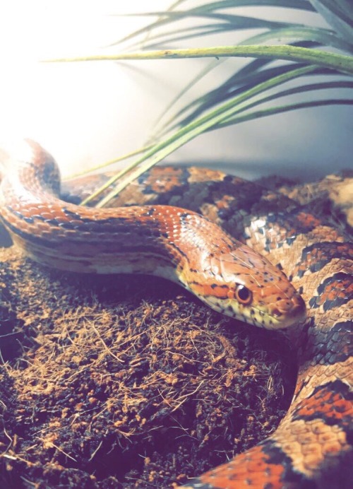 thlpp: the-mighty-python:   xspiderfanx:  william-snekspeare:   william-snekspeare:   everyone please shame my corn snake Mango  She knocked over her water bowl and feels no remorse. Rude and naughty behavior !   She Knows What She Did and She’d Do