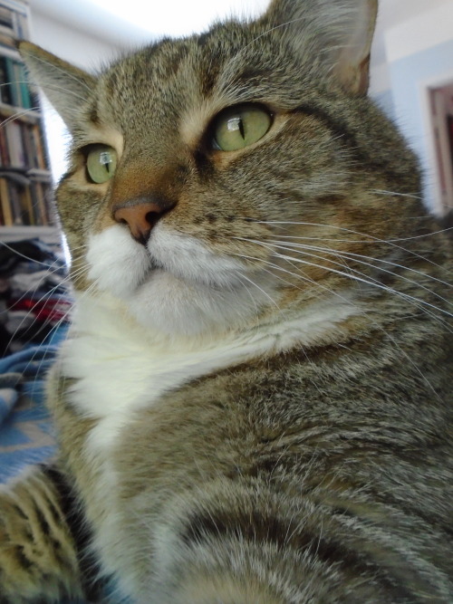 dixieandherbabies: Dixie and her babies.Happy National Tabby Day!  Here’s our handsome ta