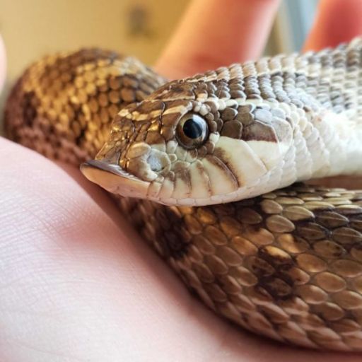 handsome-hogs:    Sugar is in with Muffin this week! Muffin is an albino poss het snow, so this pairing should prove her out 