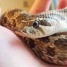 we-love-and-support-snakes:  a corn snake in a tree. where he was meant to be. 🌸 