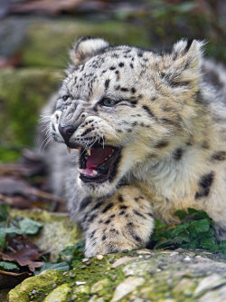 tulipnight:  Snow leopard cub finishing to yawn by Tambako the Jaguar on Flickr.