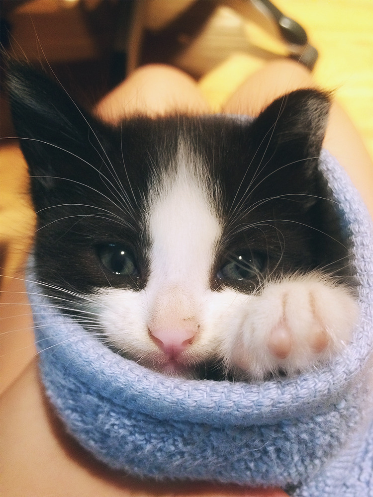 selinerrr:  spring roll