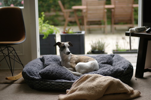 XXX whippetdays:  #252  photo